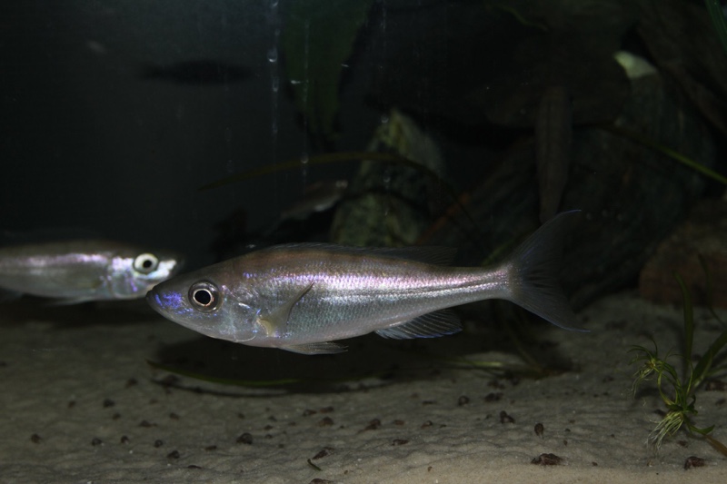 Benthochromis horii 'Mvuna Island'